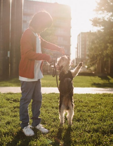 Teaching Your Furry Friend 5 Essential Cues